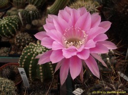 Echinopsis Hybride 025